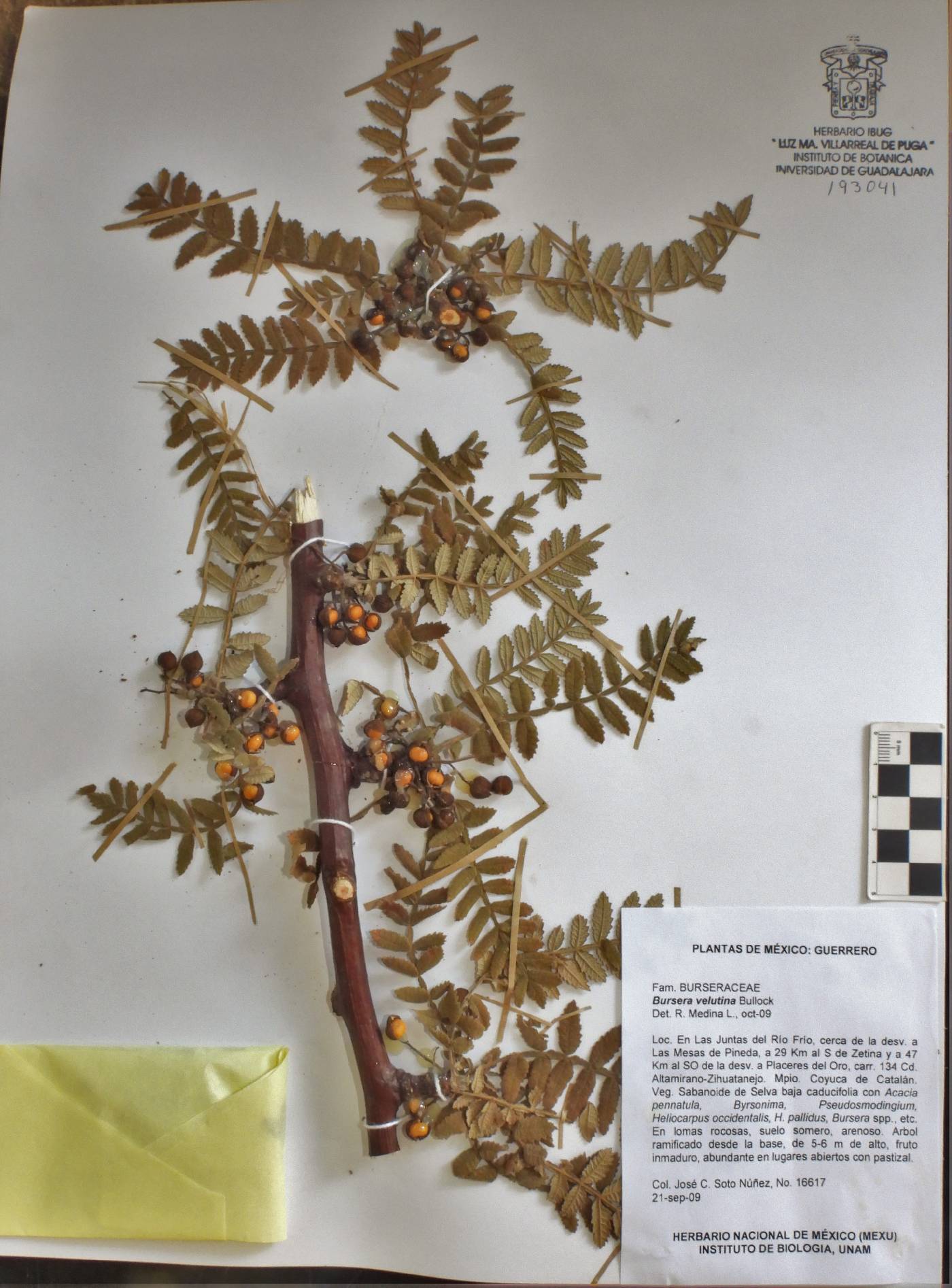 Bursera velutina image