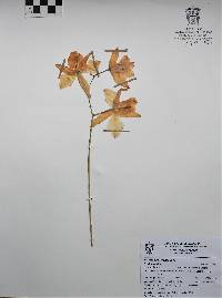 Laelia autumnalis image