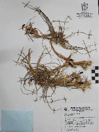 Tillandsia schiedeana image