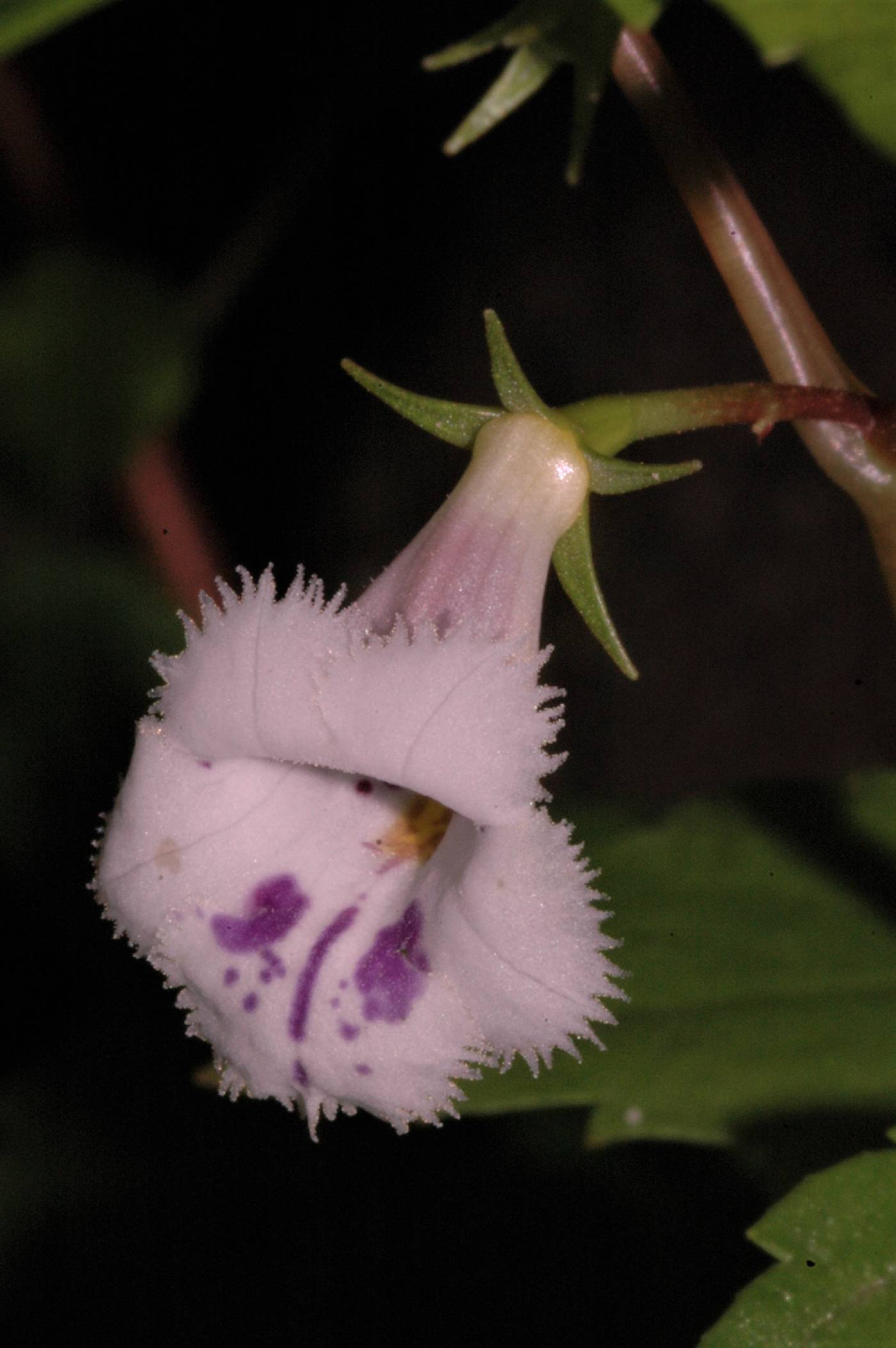 Achimenes fimbriata image