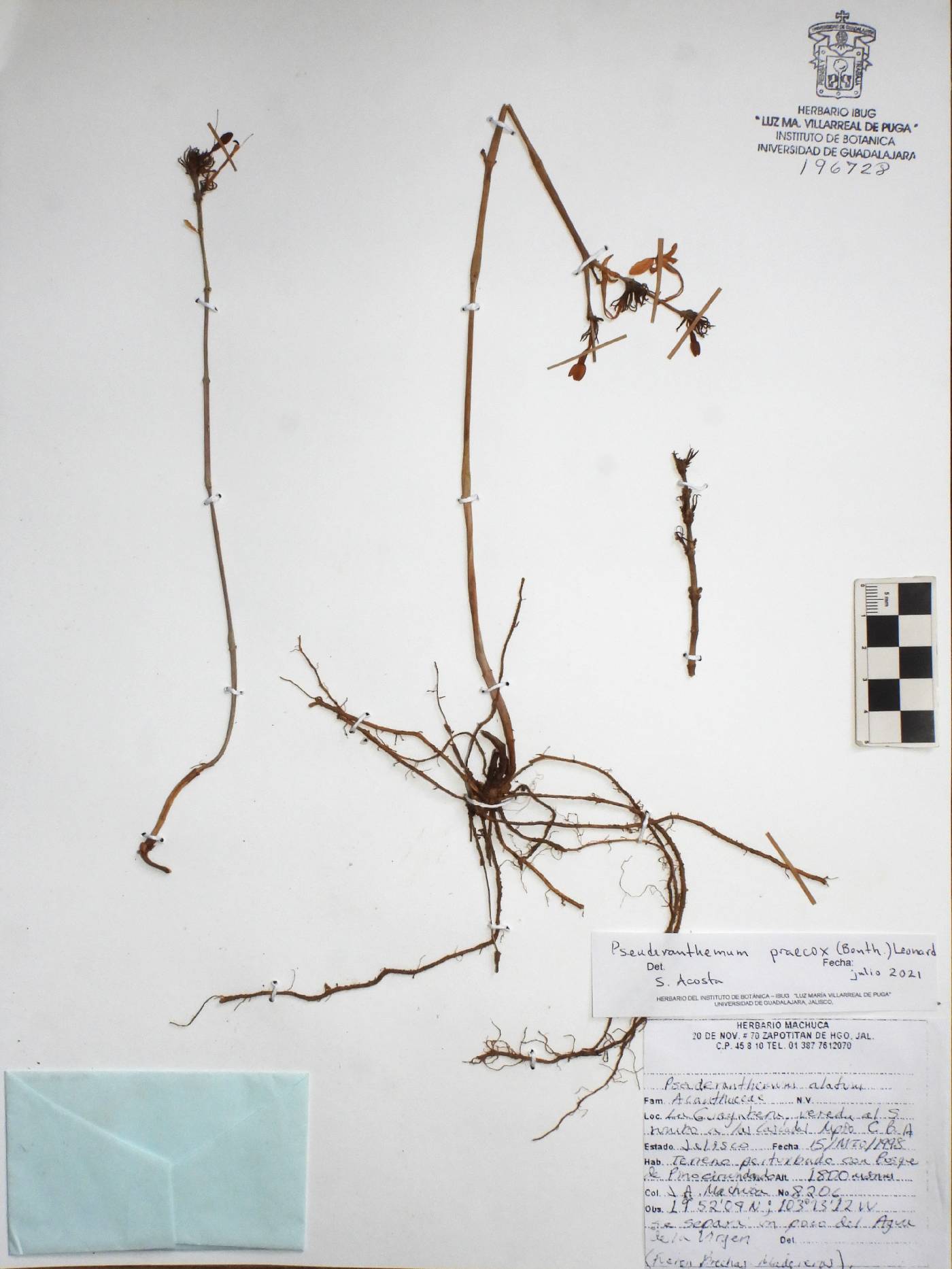 Pseuderanthemum praecox image