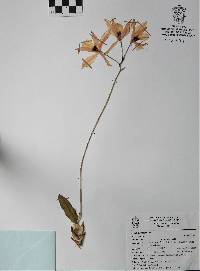 Laelia rubescens image