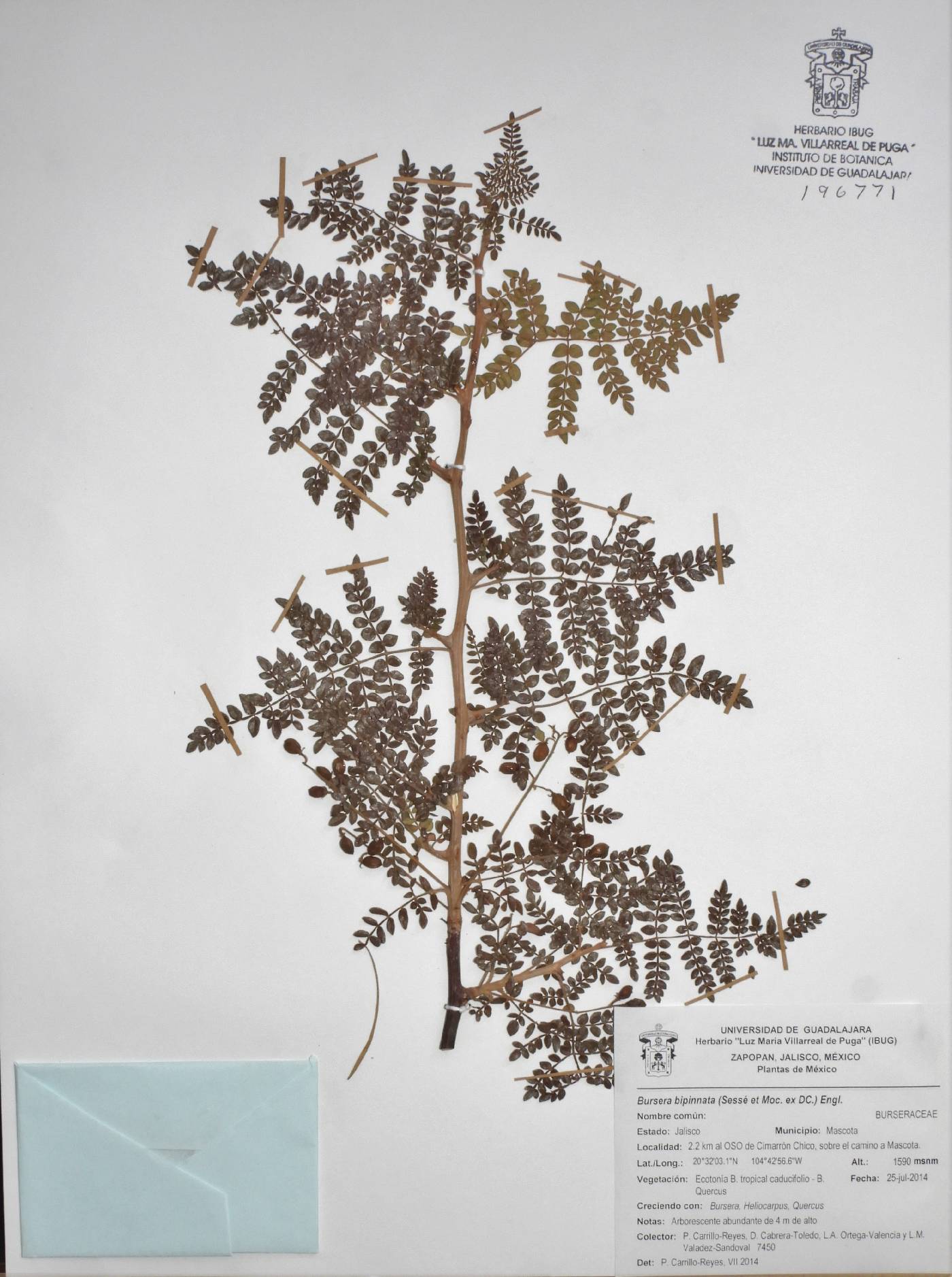 Bursera bipinnata image