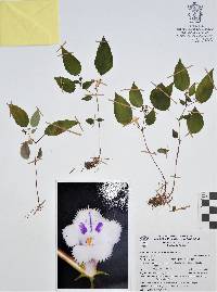 Achimenes fimbriata image