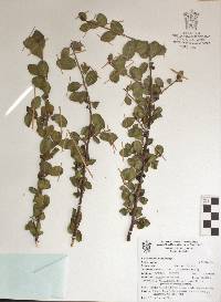 Bursera schlechtendalii image