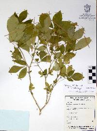 Monniera trifolia image