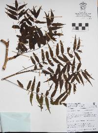 Bursera fagaroides image