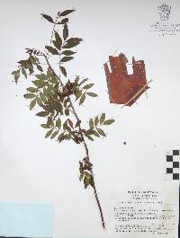 Bursera denticulata image