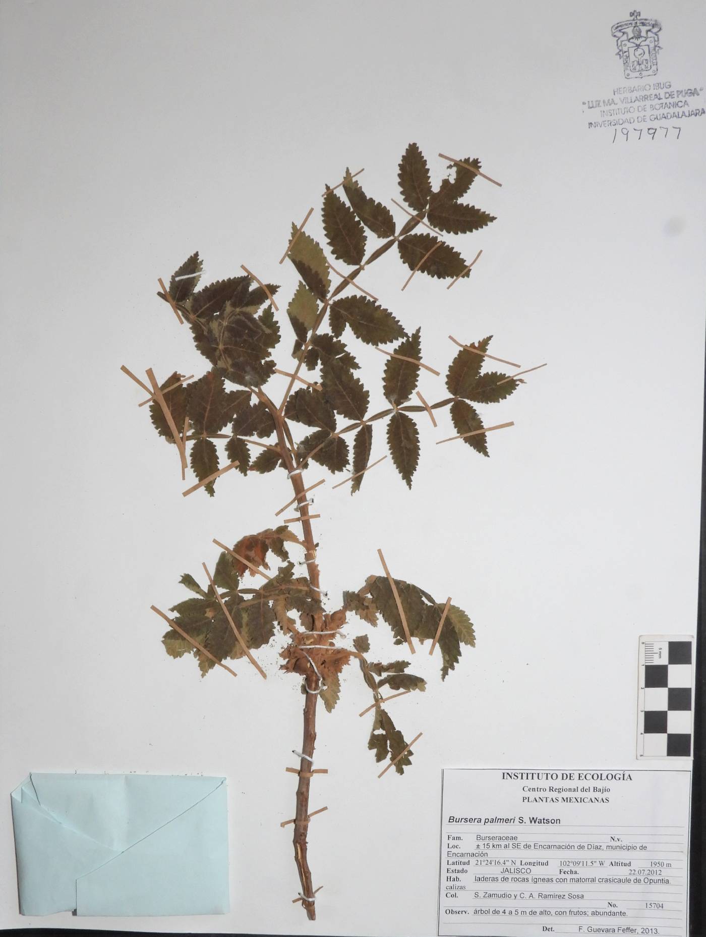 Bursera palmeri image