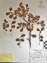 Bursera ribana image