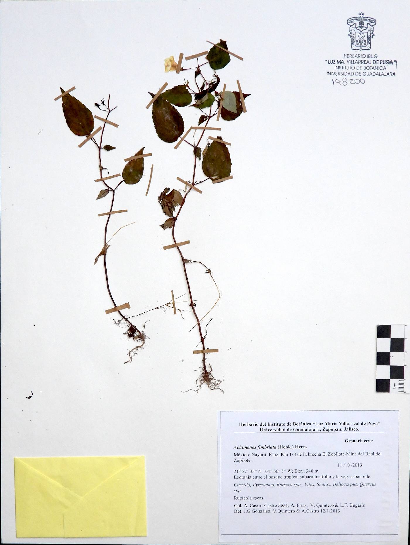 Achimenes fimbriata image