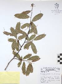 Bursera crenata image