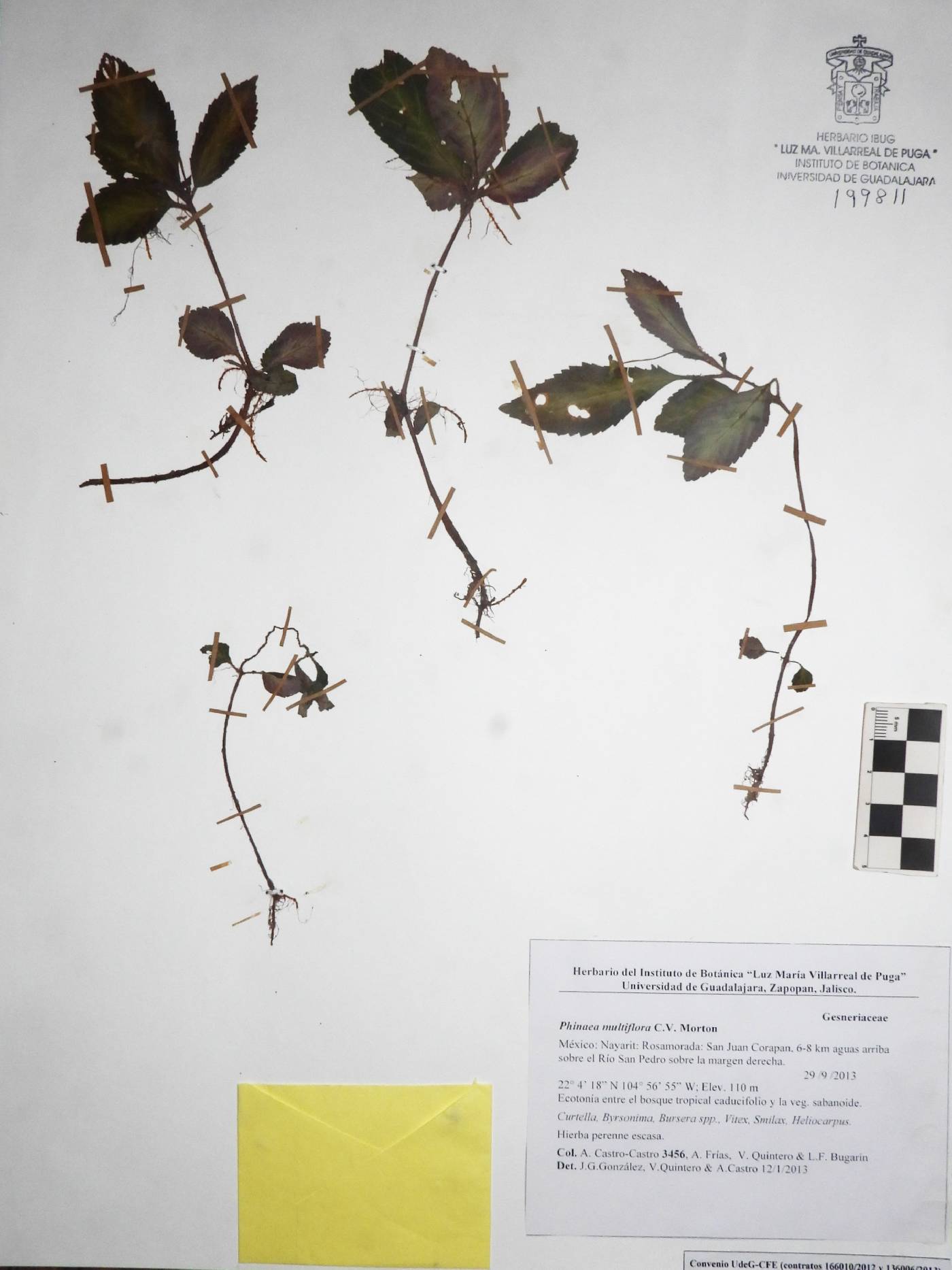 Phinaea image