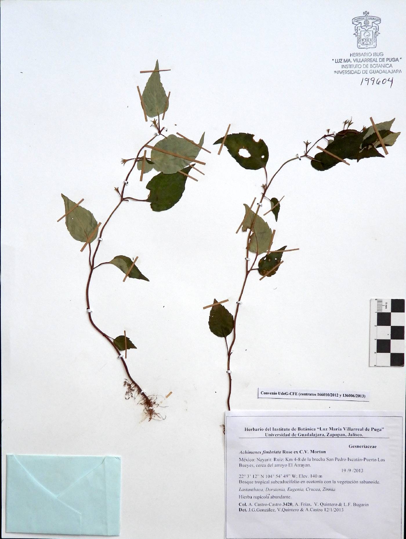 Achimenes fimbriata image