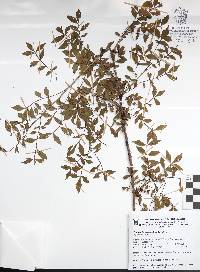 Bursera fagaroides image