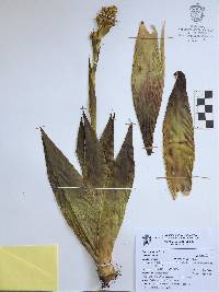 Catopsis paniculata image