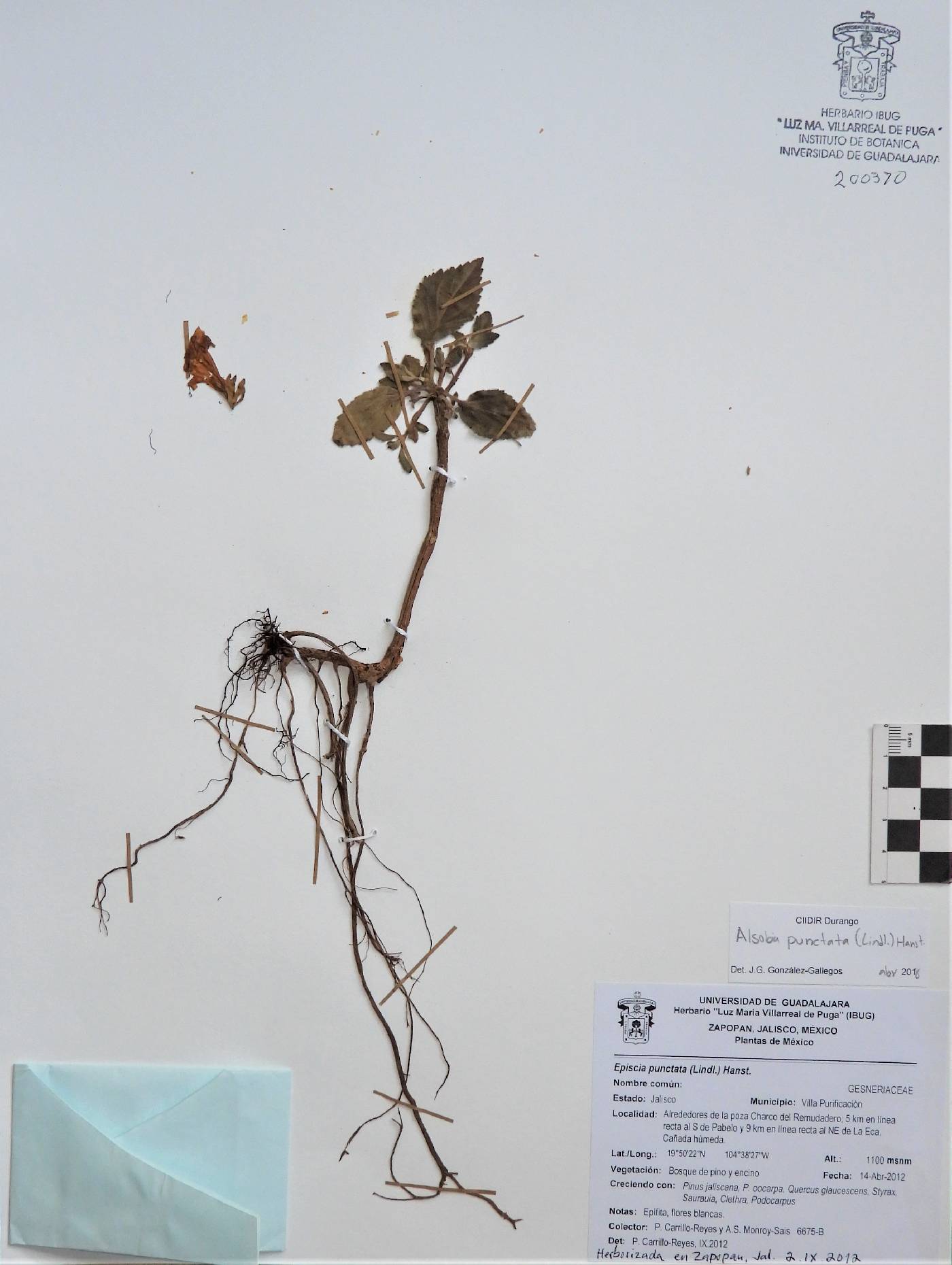 Alsobia punctata image