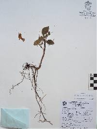 Image of Alsobia punctata