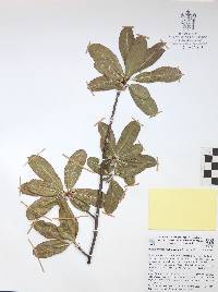 Bursera crenata image