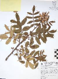 Bursera cuneata image