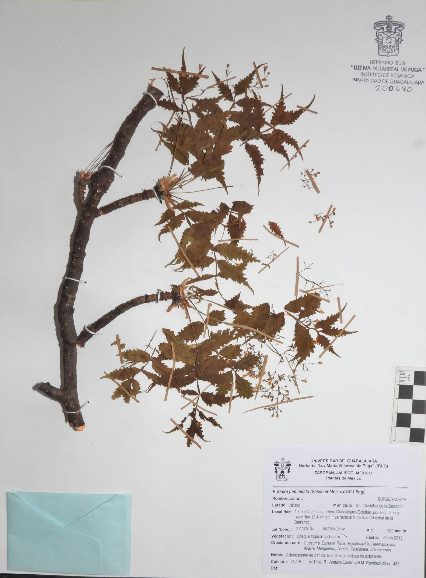 Bursera penicillata image