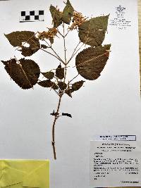 Eupatorium oresbium image