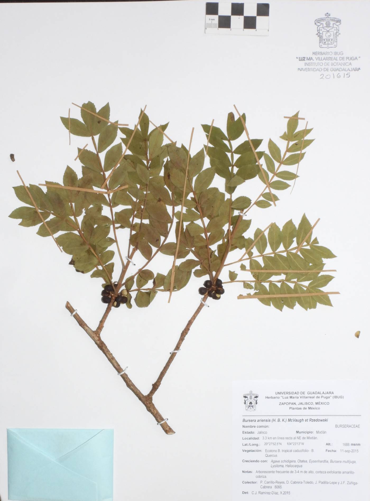 Bursera ariensis image