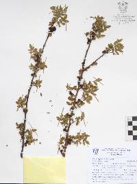 Bursera fagaroides image