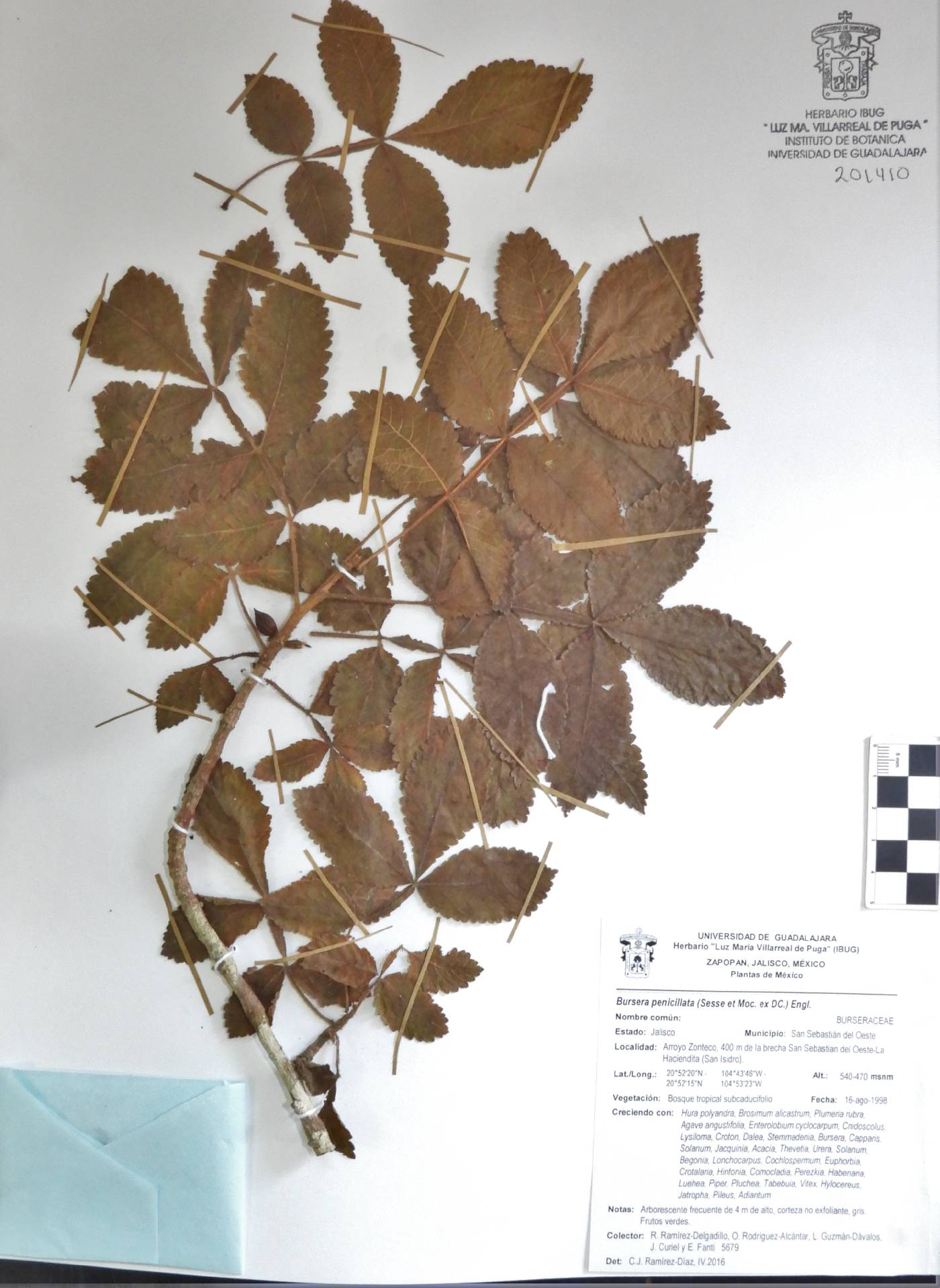 Bursera penicillata image