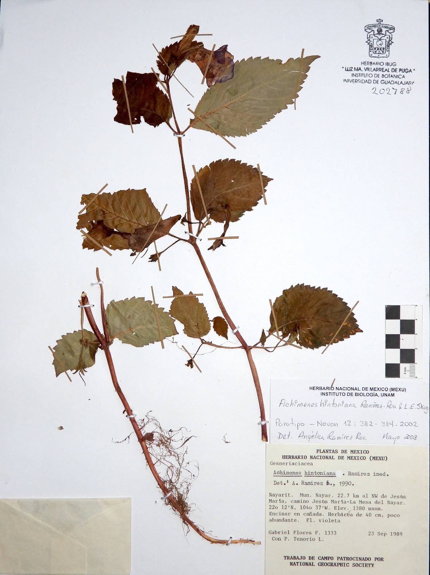 Achimenes hintoniana image