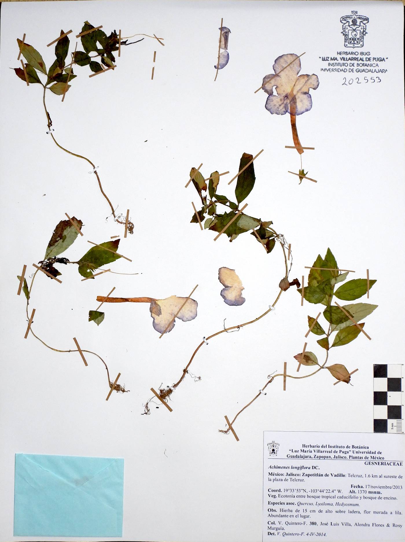 Achimenes longiflora image