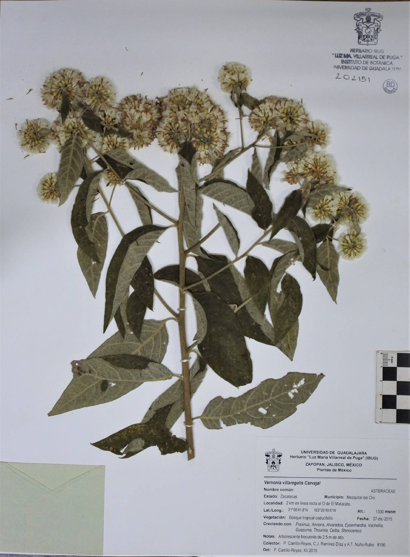 Vernonia villaregalis image