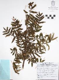 Bursera copallifera image