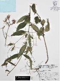 Cuphea calaminthifolia image