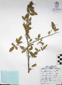 Bursera crenata image