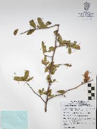 Bursera crenata image