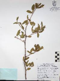 Bursera crenata image