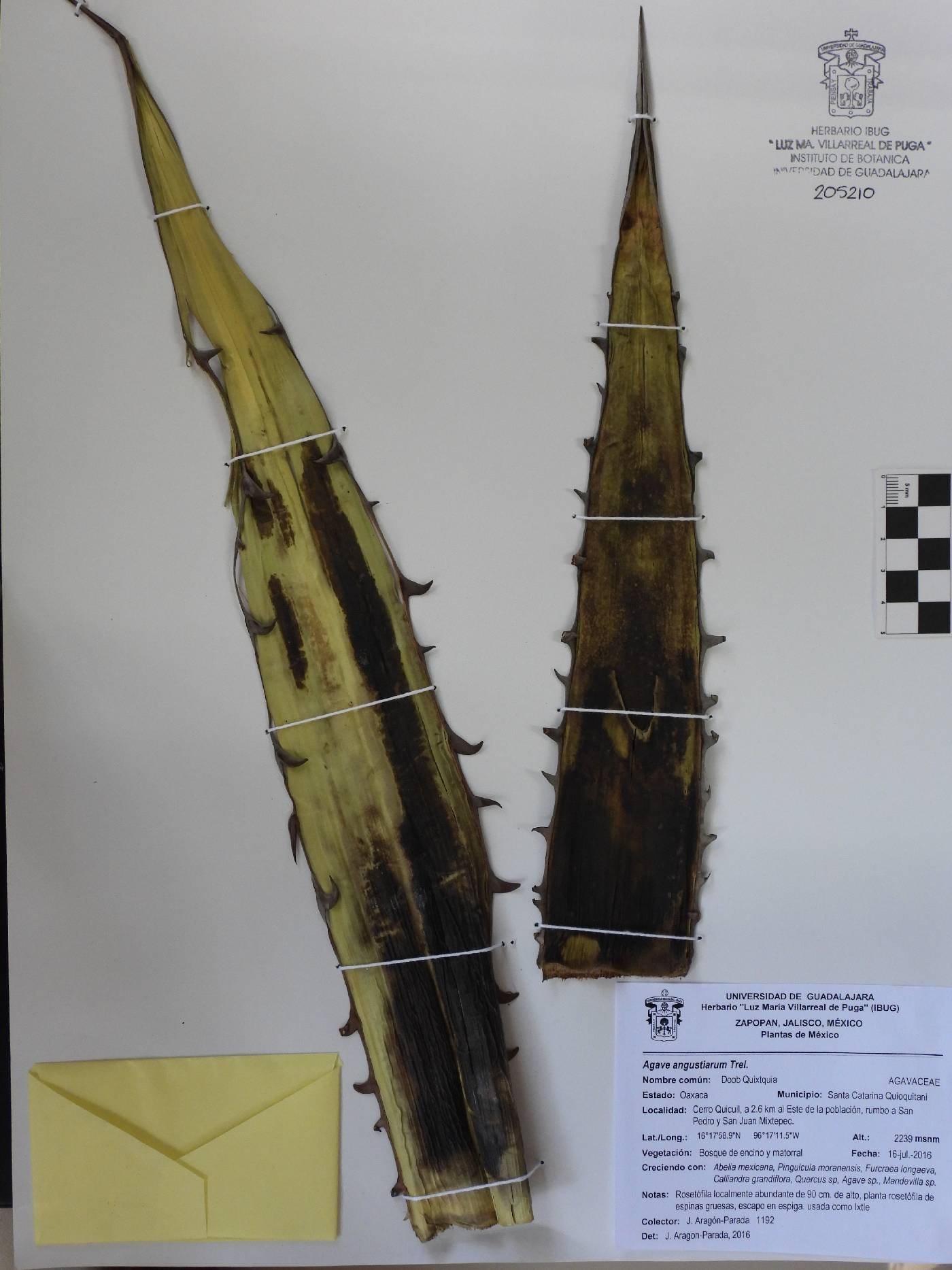 Agave angustiarum image