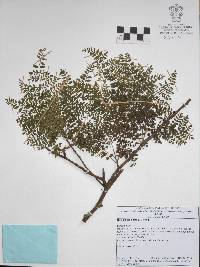 Bursera bipinnata image