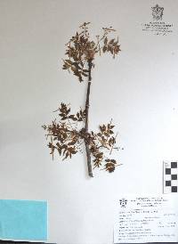 Bursera penicillata image