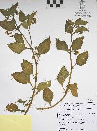 Jaltomata procumbens image