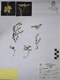 Helianthemum pugae image
