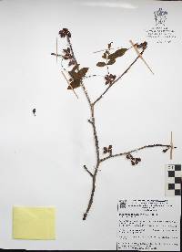 Bursera denticulata image