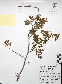 Bursera denticulata image