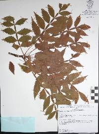 Bursera penicillata image