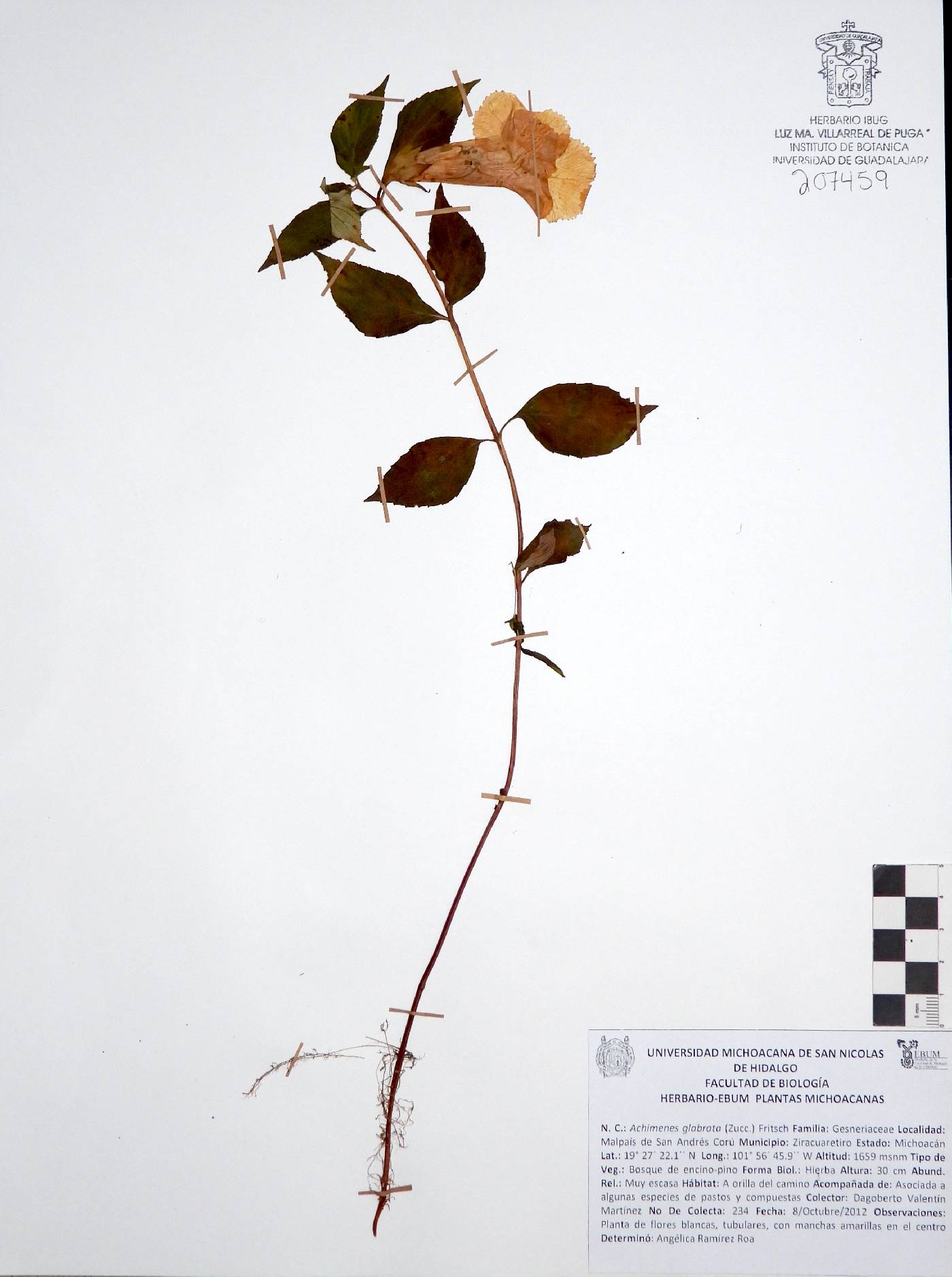 Achimenes glabrata image