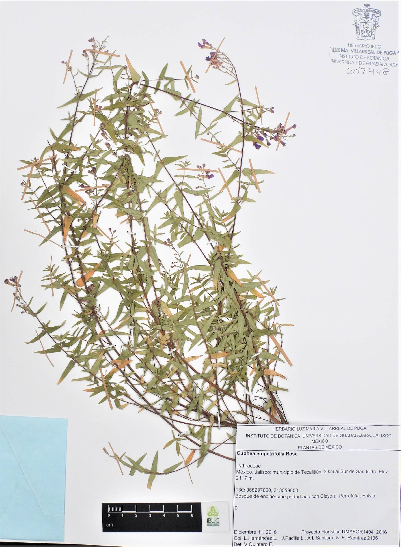 Cuphea empetrifolia image