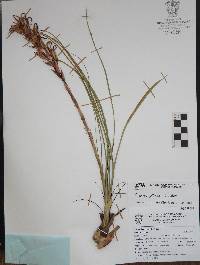 Pitcairnia karwinskyana image