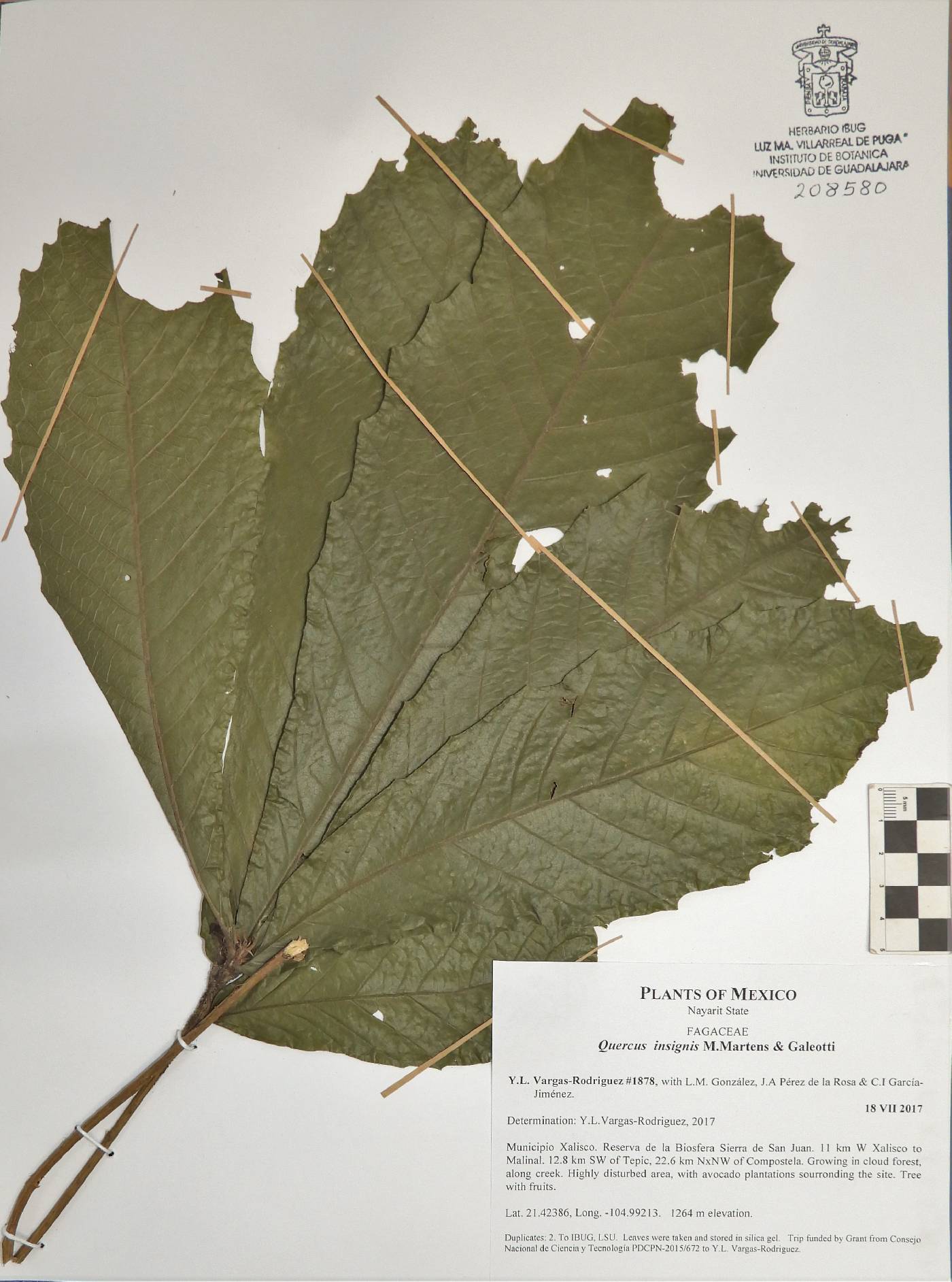 Quercus insignis image