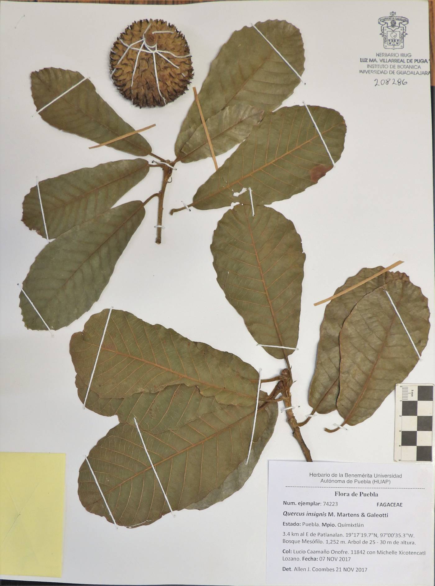 Quercus insignis image